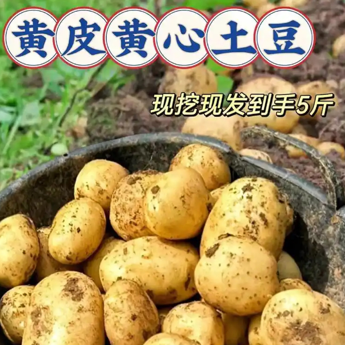 【5斤黄心土豆】顺丰包邮 好吃不贵 经济实惠