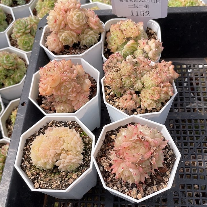 薇薇安园艺多肉1152