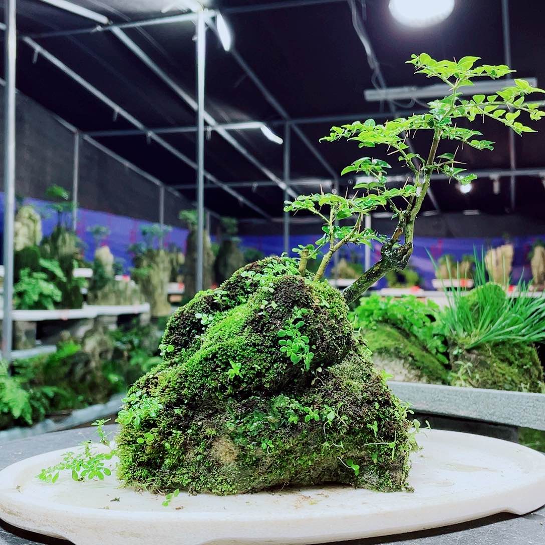 昨***星无花朵我不敢给别人发短信的