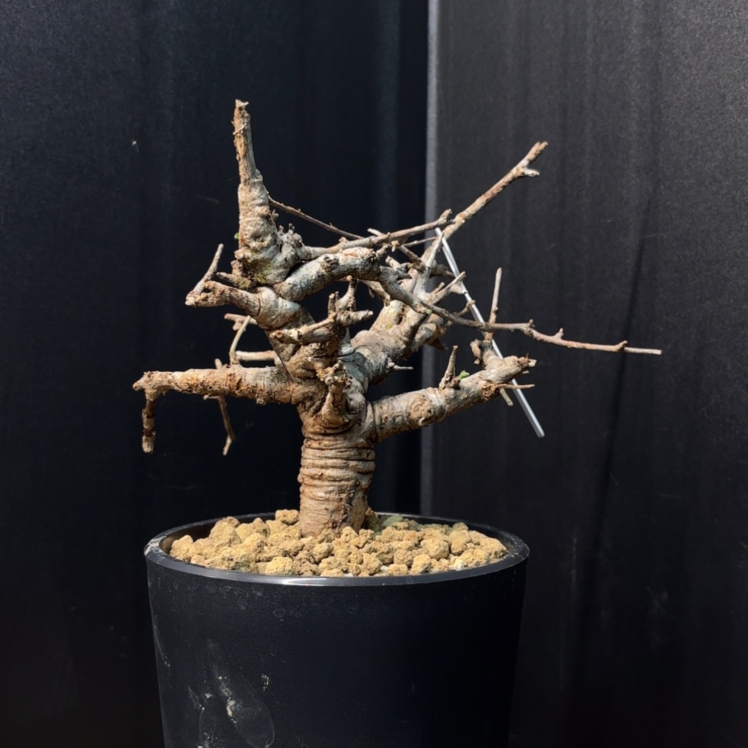 木 尼勒达乳香带盆土