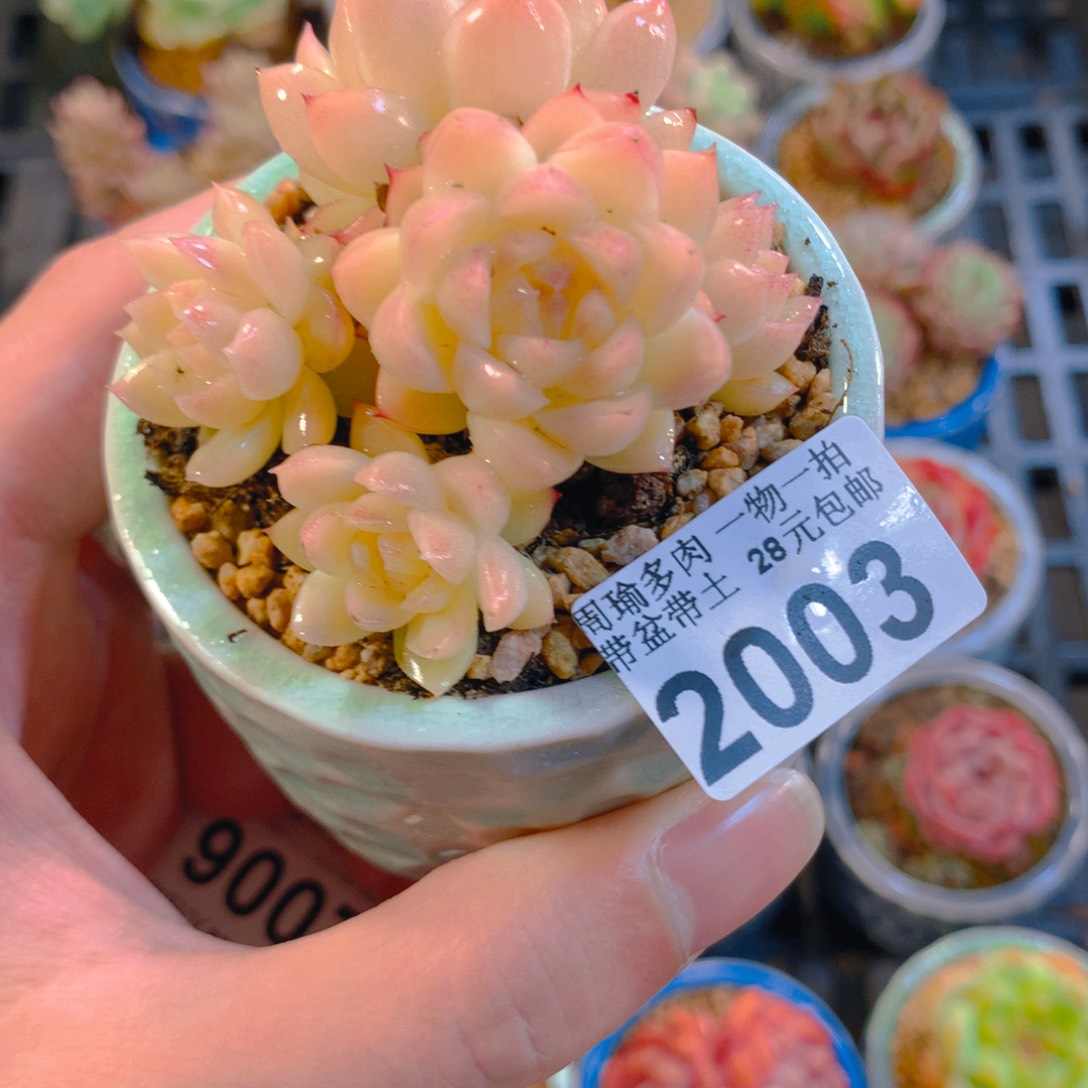 5厘米盆精控多肉2003