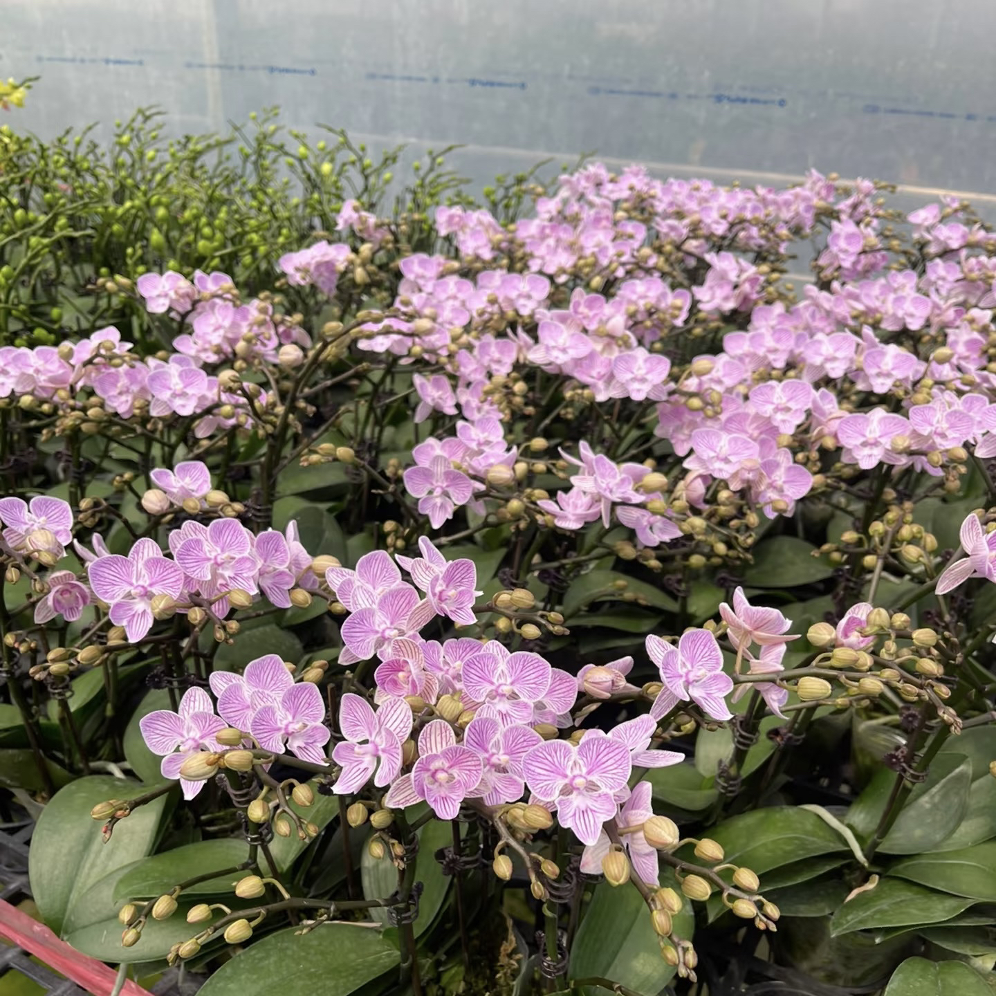 植趣花卉【樱花】粉色丰花蝴蝶兰 3.0加高苗 多花间 