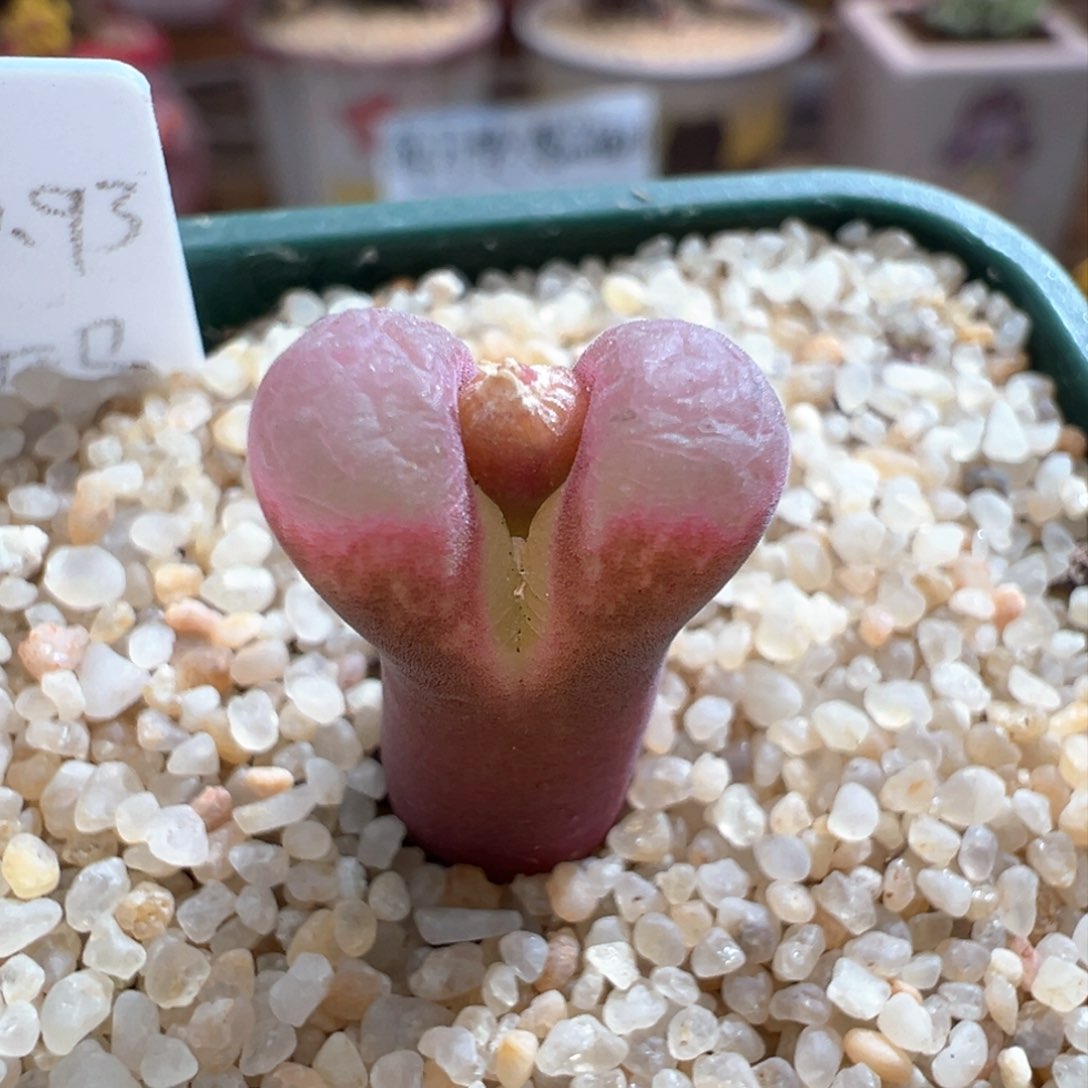 598。稀有编号1797.93特粉风铃 多肉