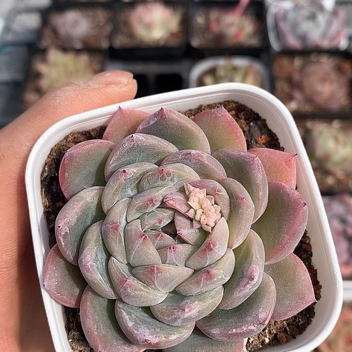 多肉植物一物一拍0038