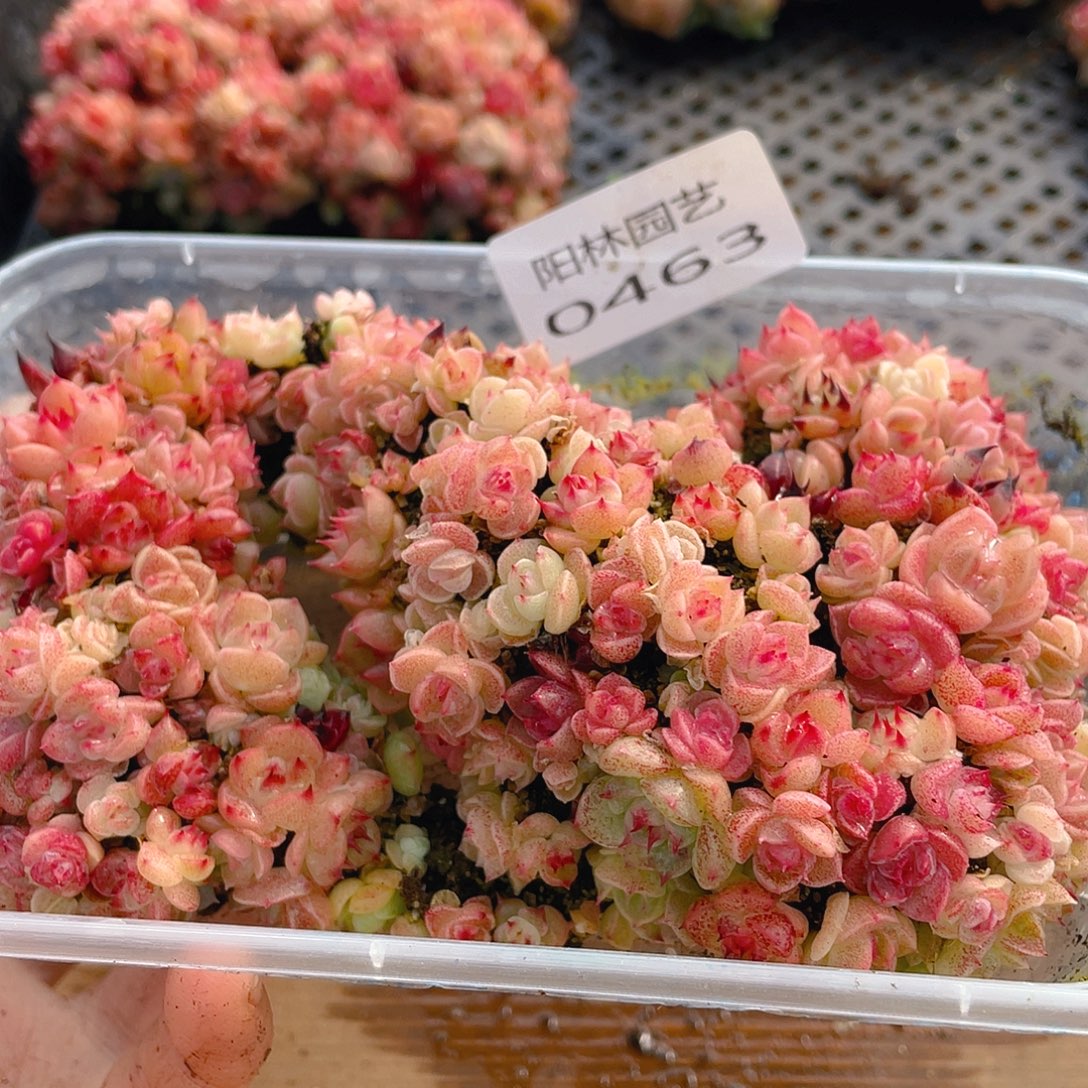 多肉植物多肉植物463