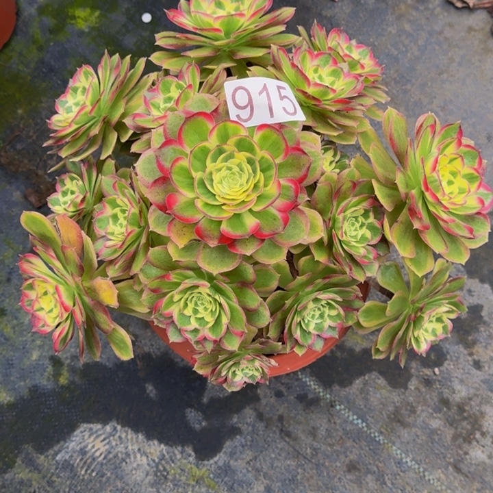 0000000000915海神变异福利价