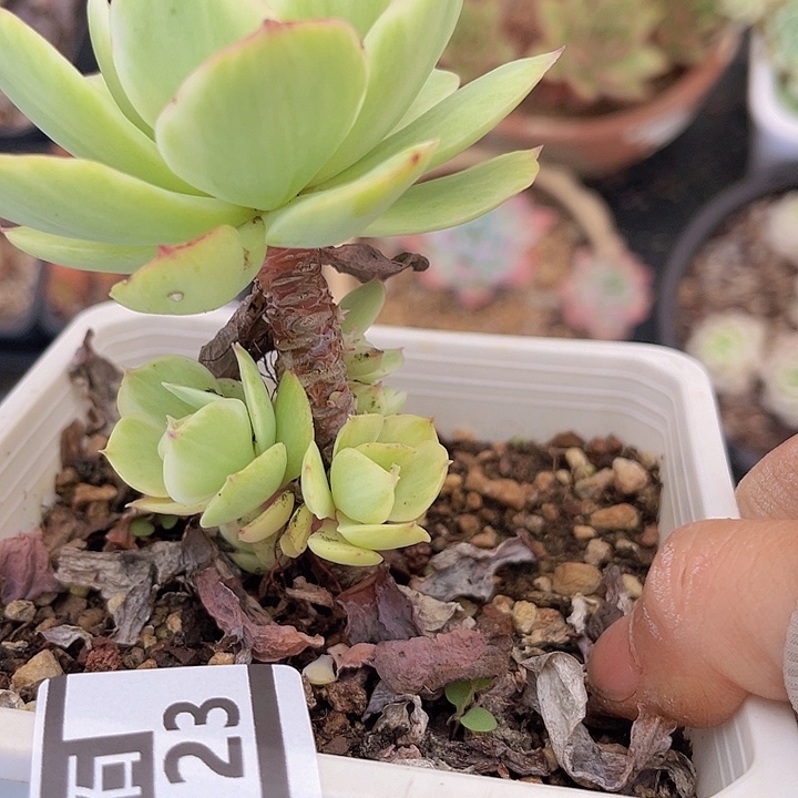 碧桃锦11123多肉植物