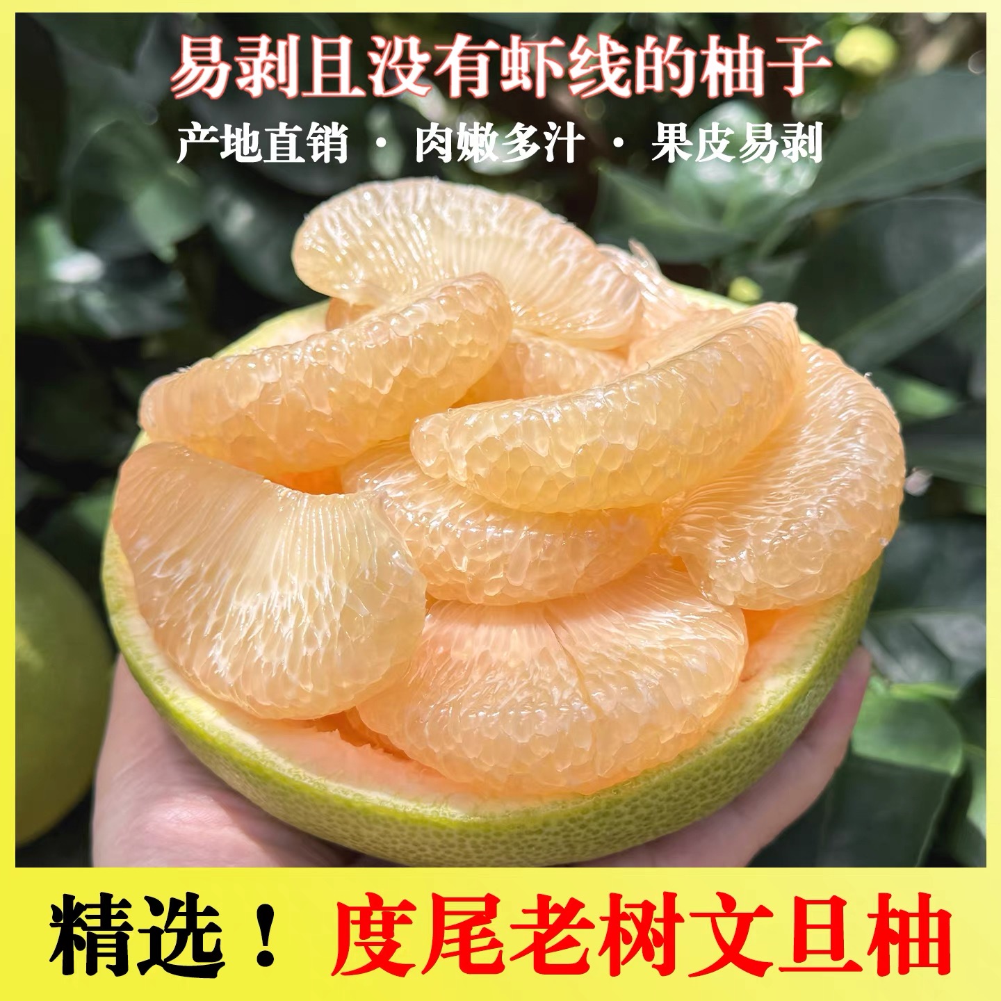 正宗老树福建仙游度尾文旦柚时令新鲜孕妇水果当季现摘酸甜多汁