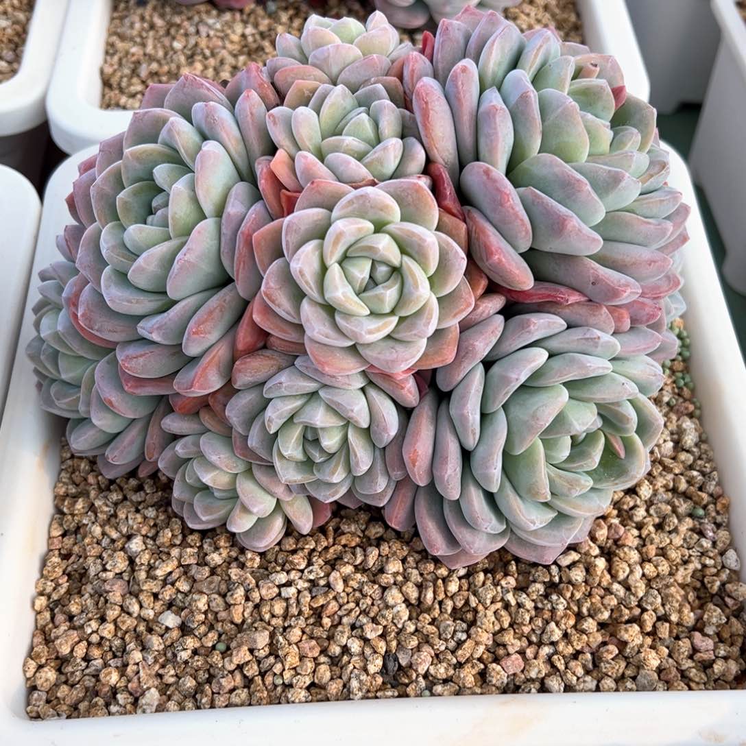 超多头冰玉多肉植物