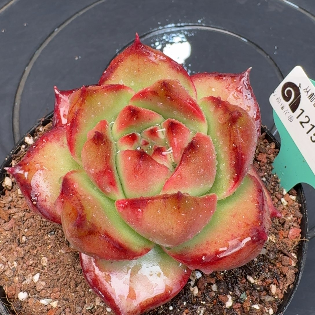 从前慢多肉精选编号1215.299