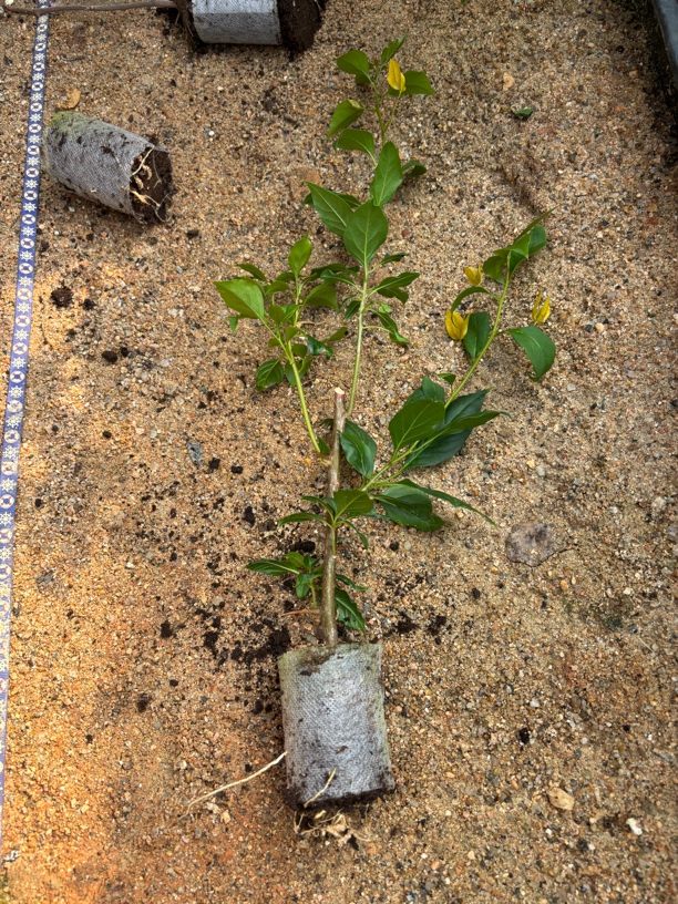 三角梅月朦胧（金蝉）