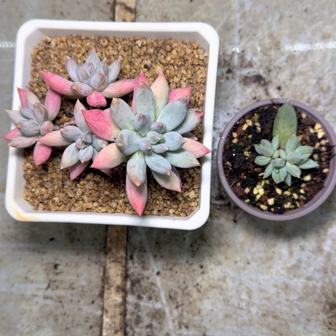 旋转风车 叶插 一物一拍