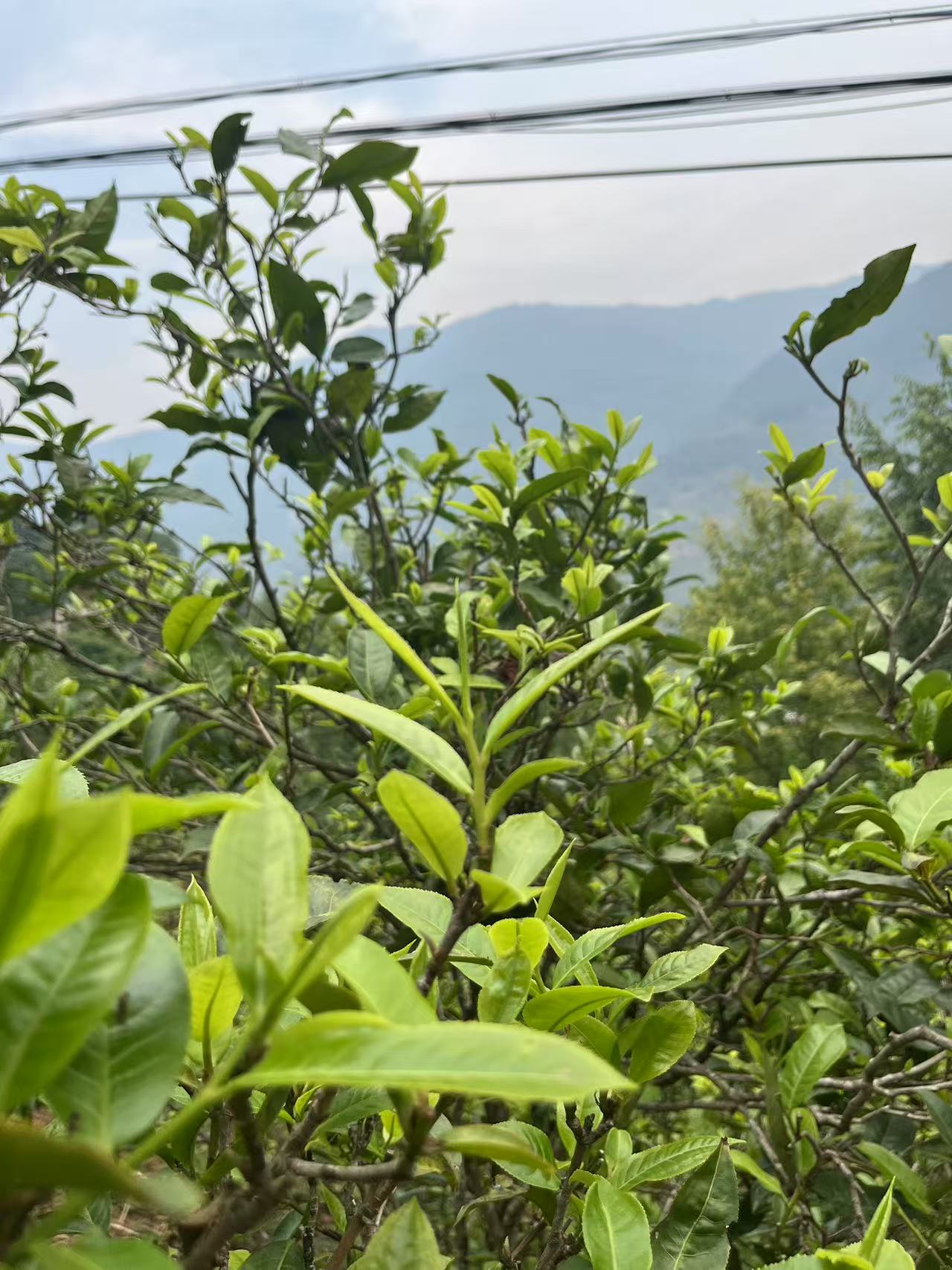 冰岛老寨源头茶农通用链接