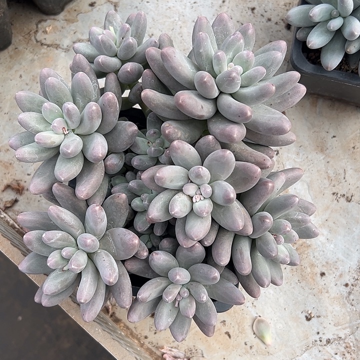 呜啦奶群生多头多肉