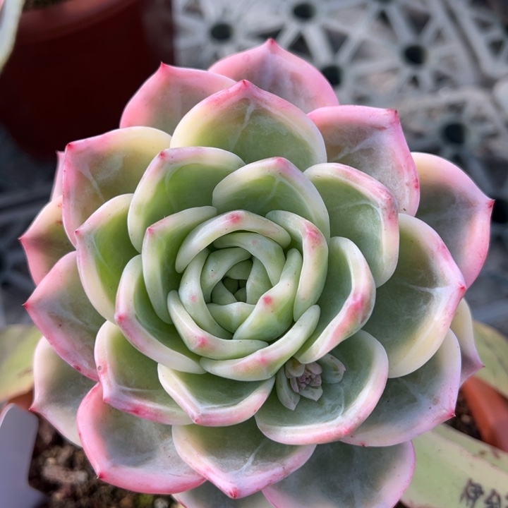 伊丽莎白锦一物一拍