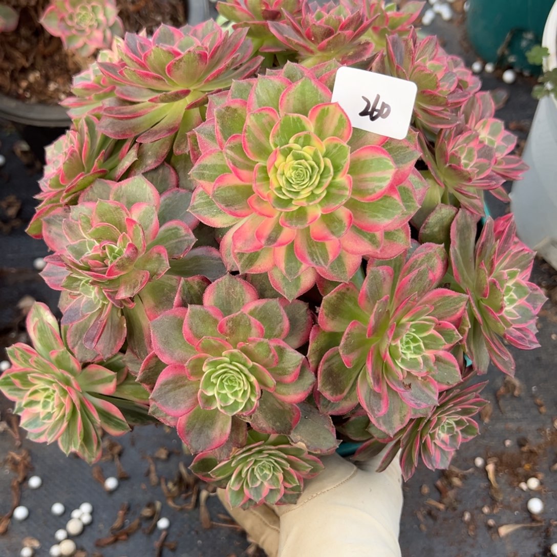 260万花筒多肉仔细一看