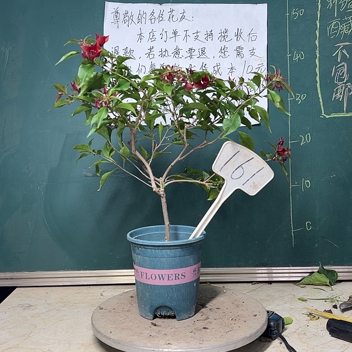 完全开放  紫桑巴  161