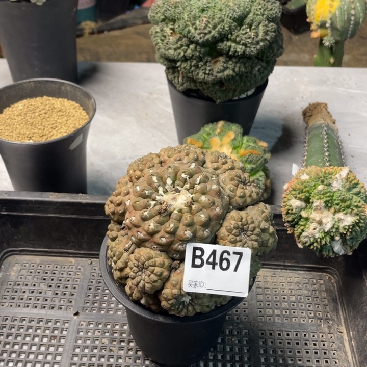 467息易皮仙人球一个