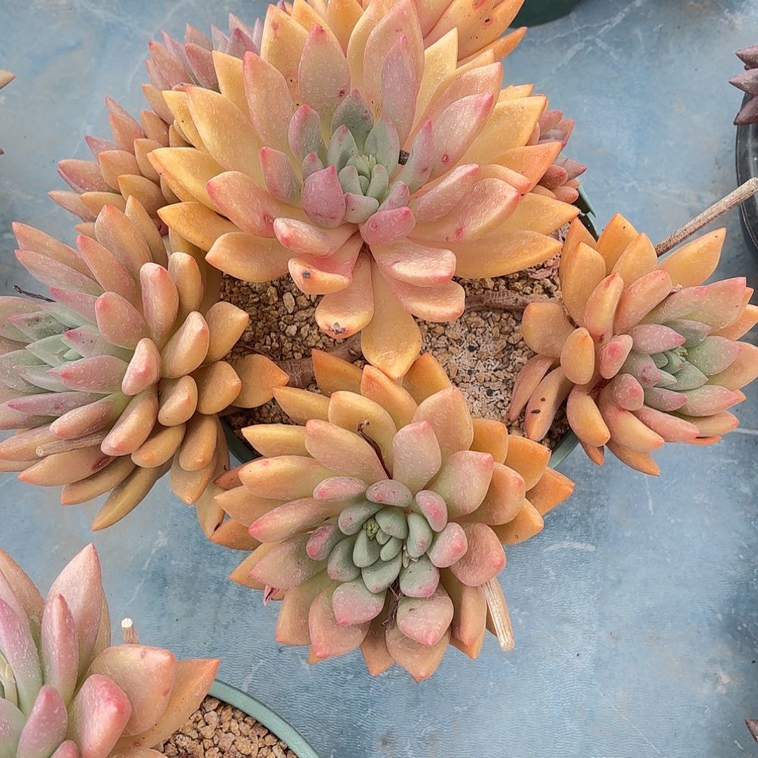 多肉植物啦啦啦啦啦