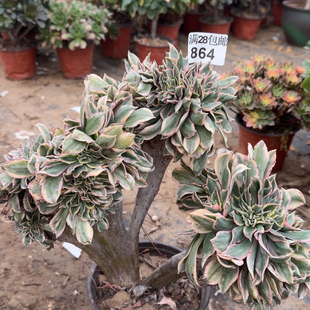 灿烂缀化多肉864满28包邮断枝不包