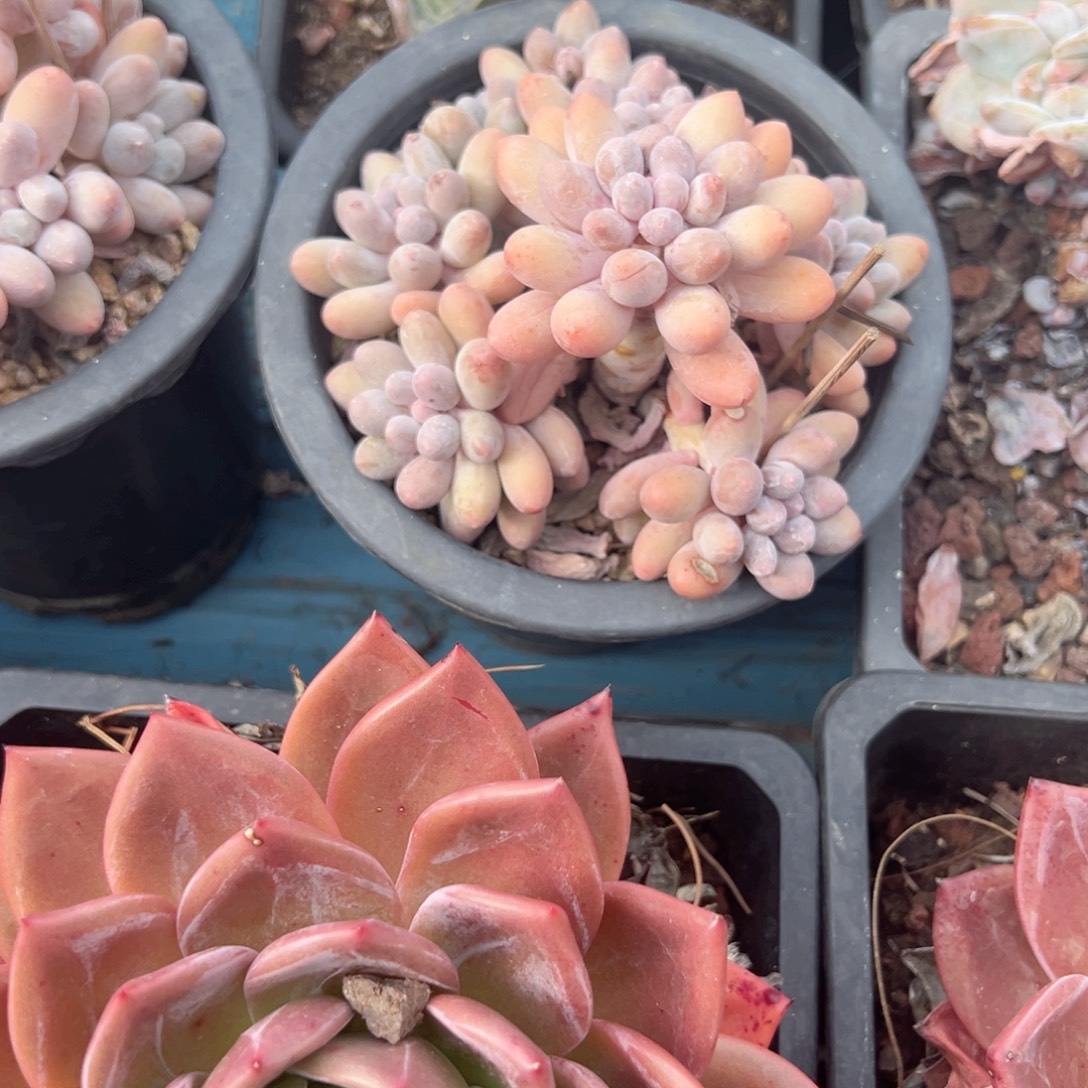 精品多肉植物老桩