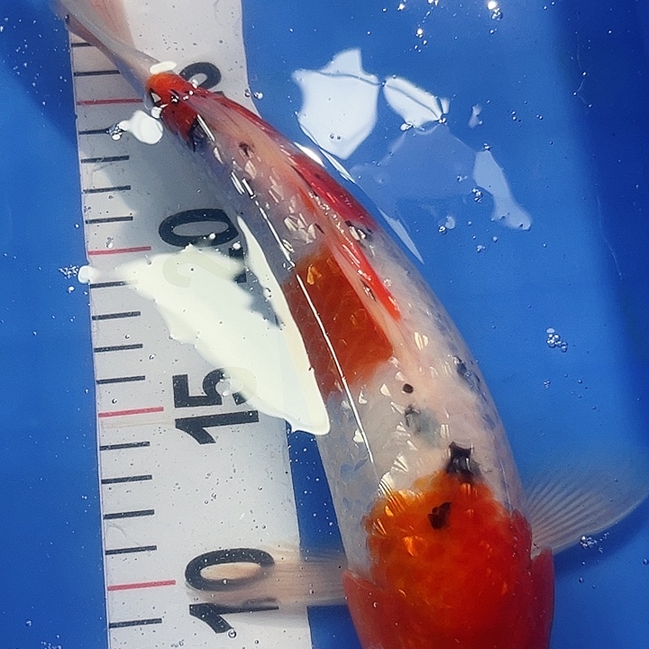 锦鲤锦鲤冷水鱼好养