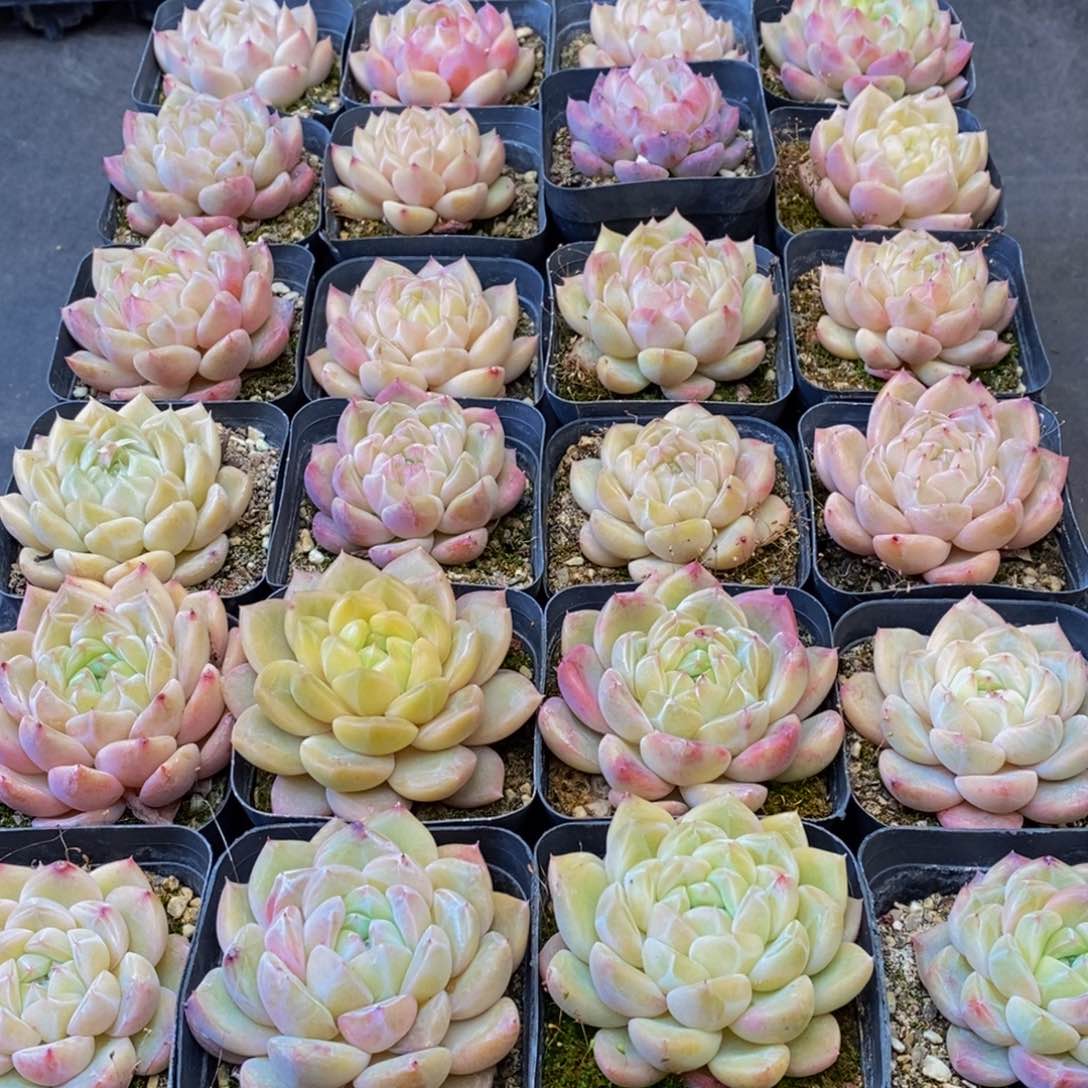 娇*v733繁荣发展社会主义市场经济的