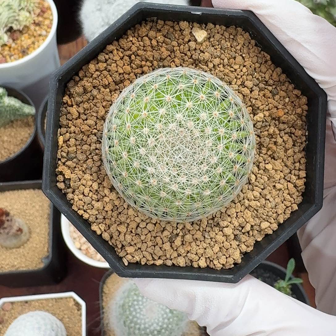 *****98号白绢丸仙人球