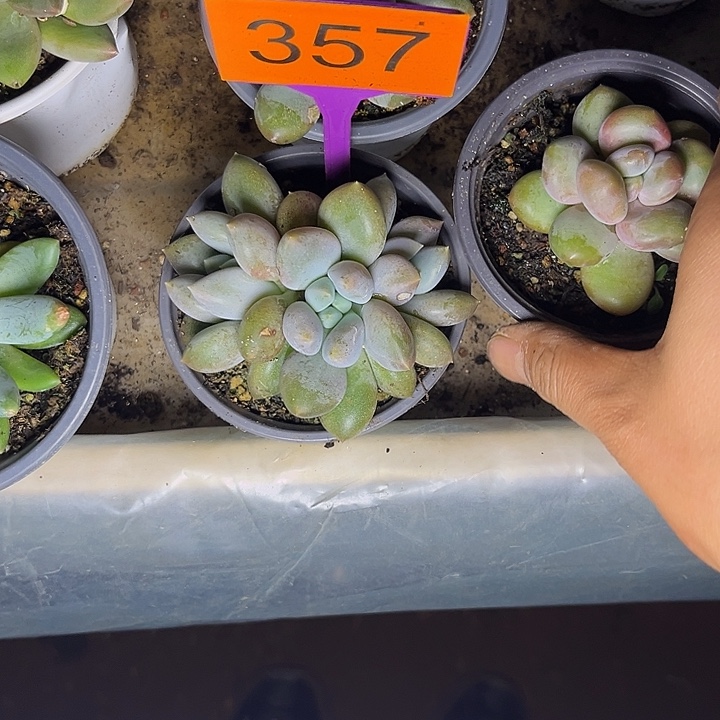 多肉植物胖体哥特357