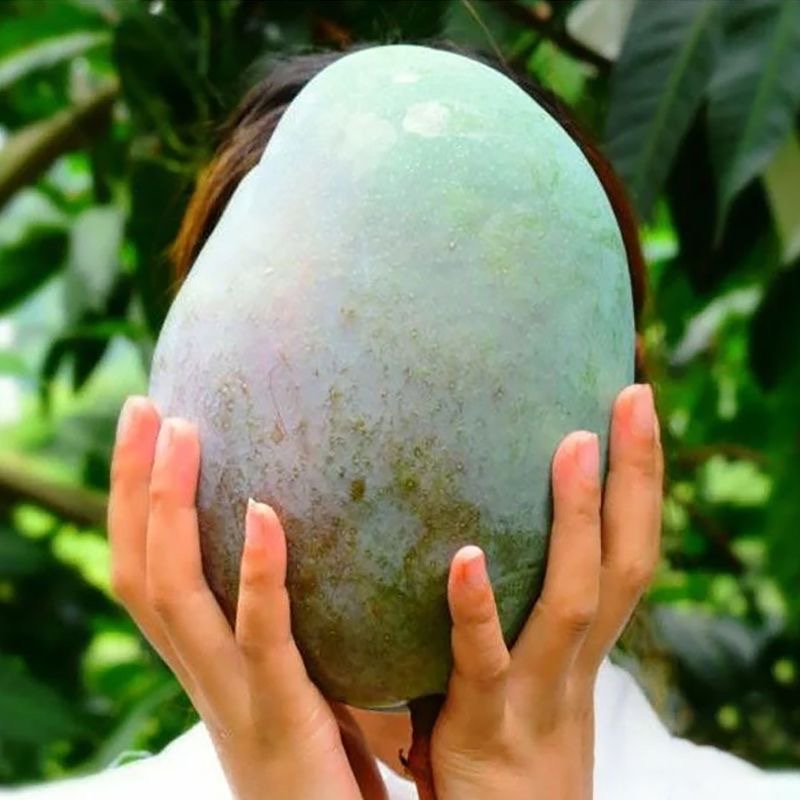 【现货10斤】攀枝花凯特芒新鲜当季水果酸甜多汁芒果味浓郁