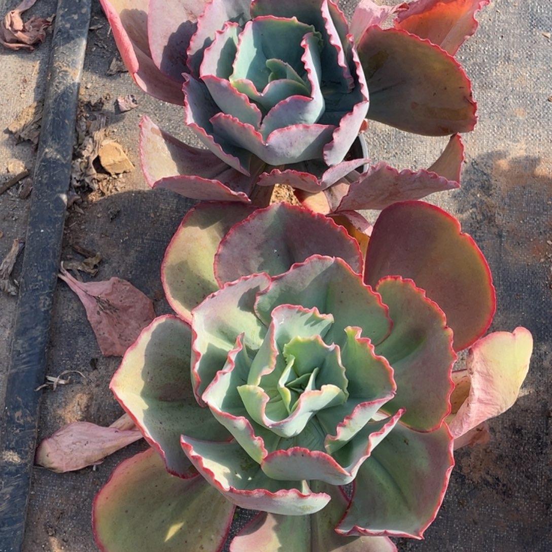 @***H5 8号包菜系列列多肉植物2棵