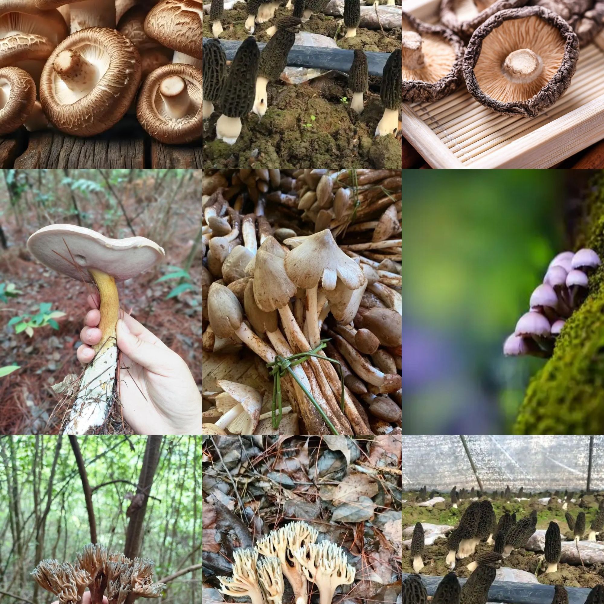 1【S-X】净含量1g-15g【阿忠现收】菌