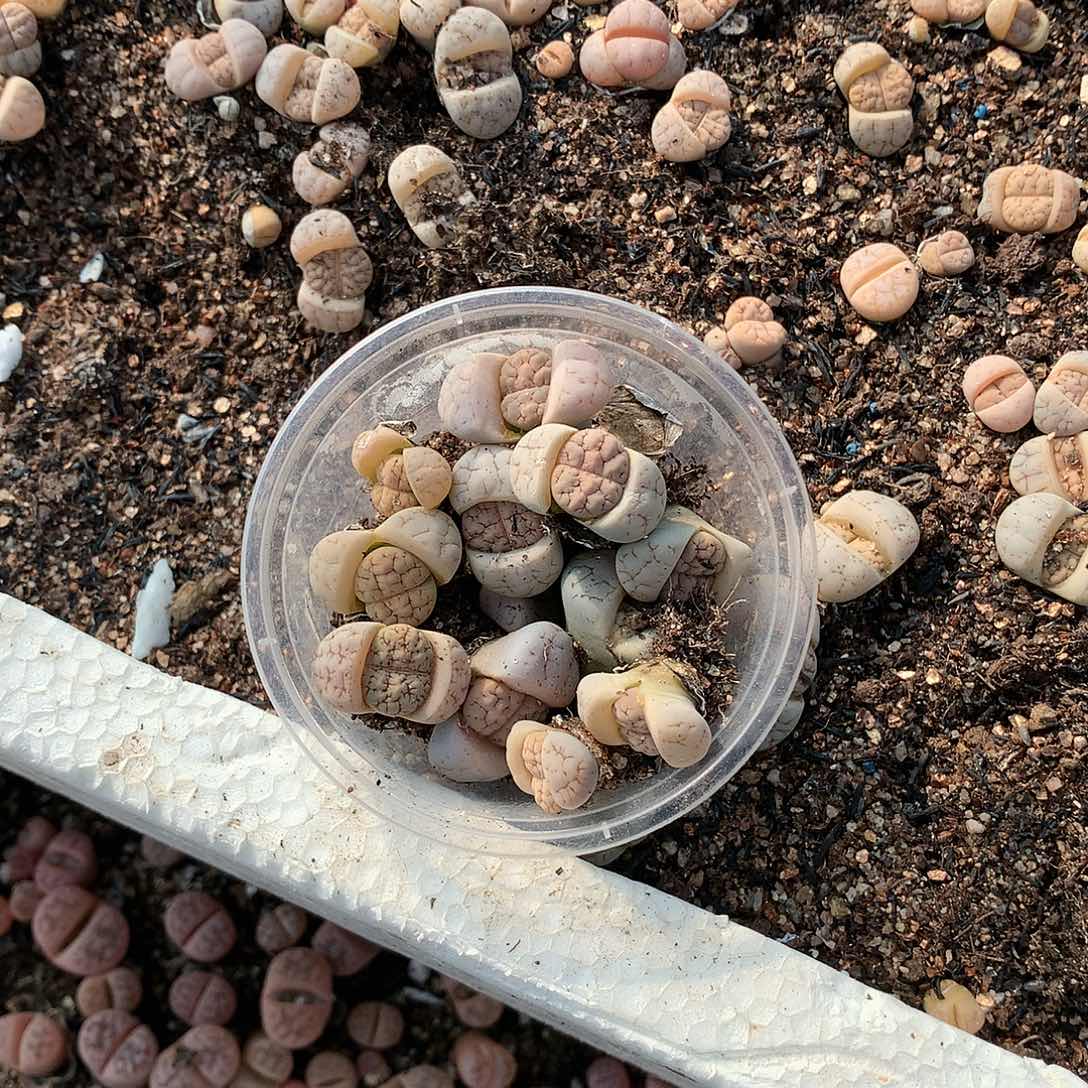 奕***园W144多肉植物保护