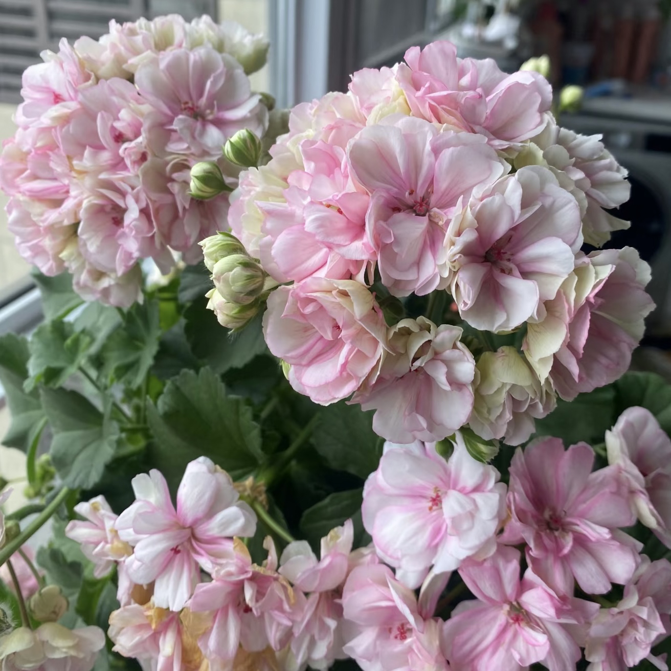 【花样年华】直立天竺葵包邮