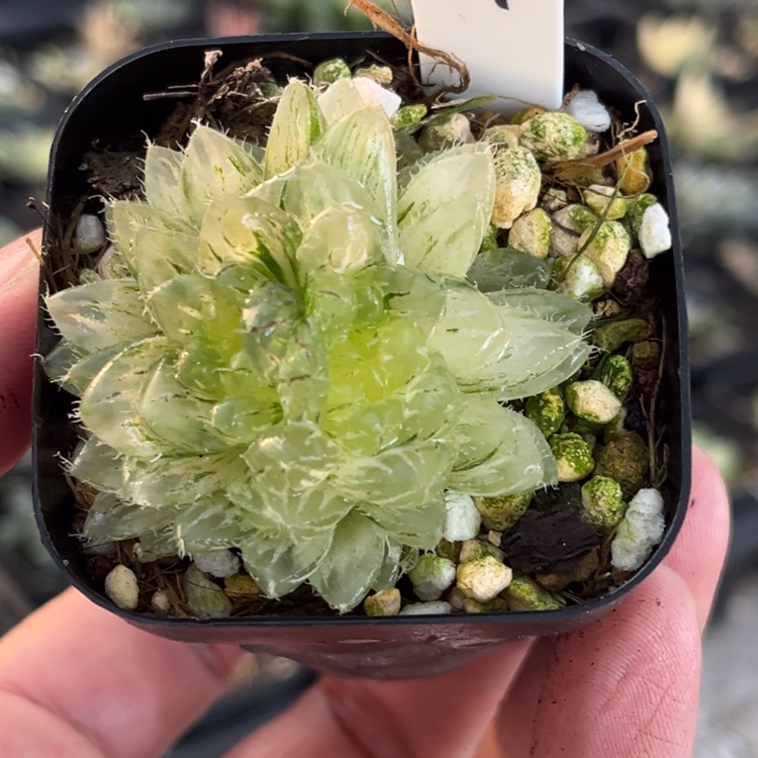 24双头翠云玉露锦