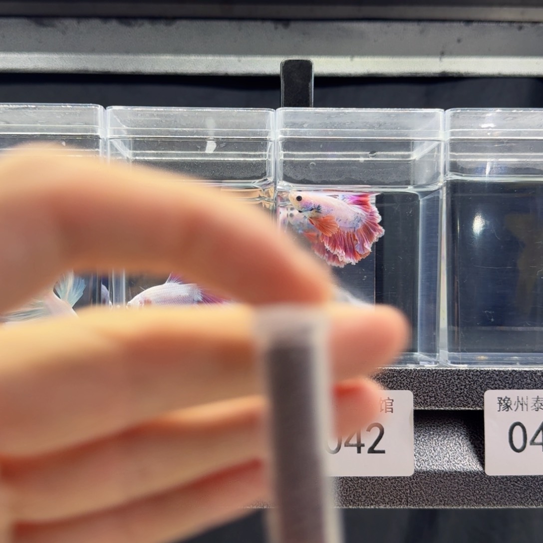 冰冻丰年虾*2，跟单发