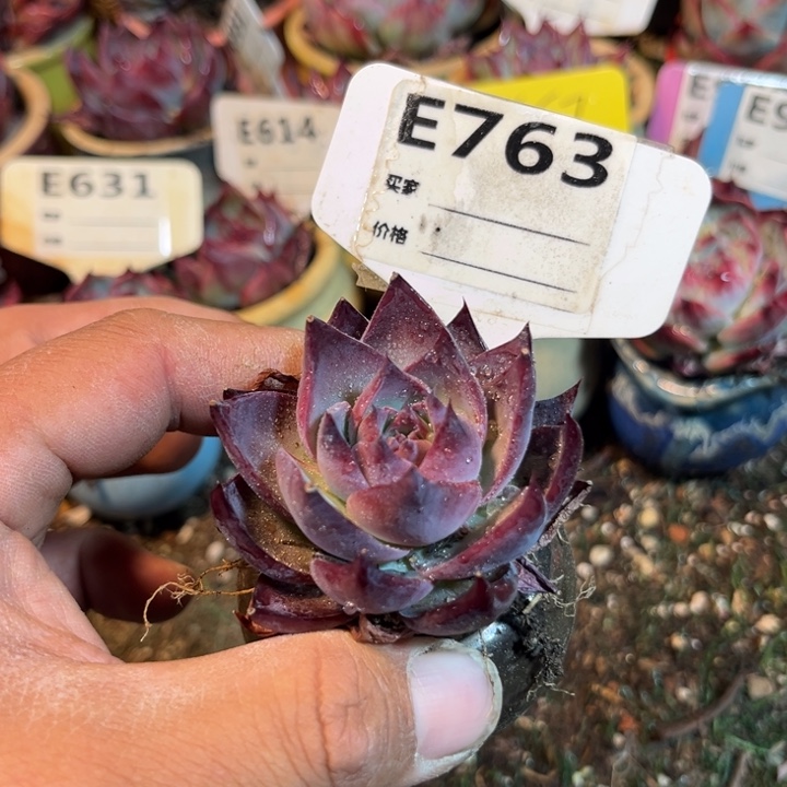 惊鸿763号多肉植物的