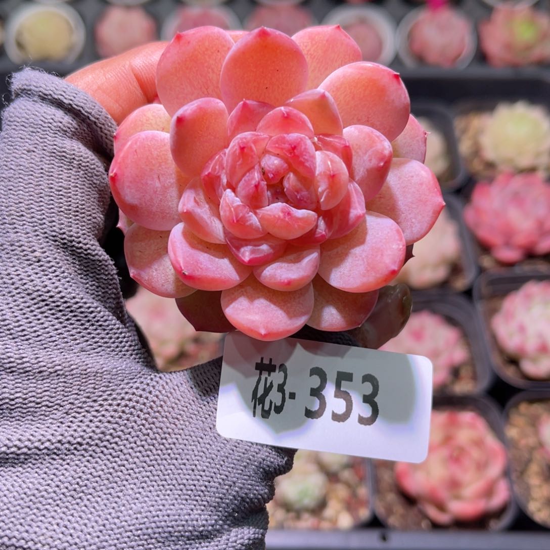 花 03-353果汁单头