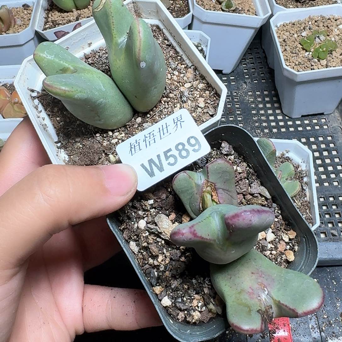 589盒多肉植物哇cf j