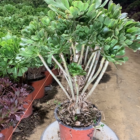 原始绿多肉植物法师17
