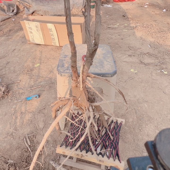 当前无花栽培后可以开花皇冠