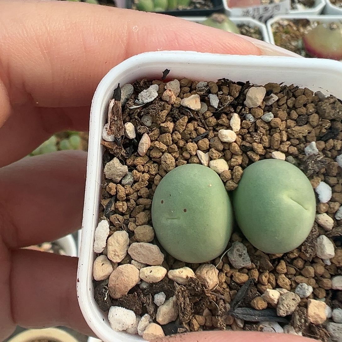 489鸽子蛋双头带盆土发货