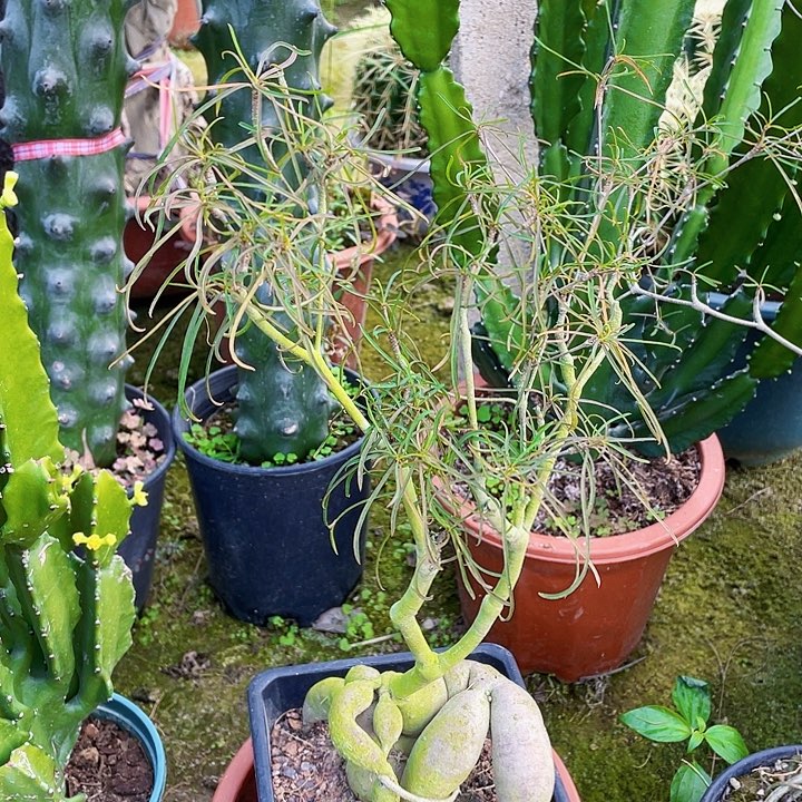 可***以完全开放柳叶麒麟带盆土