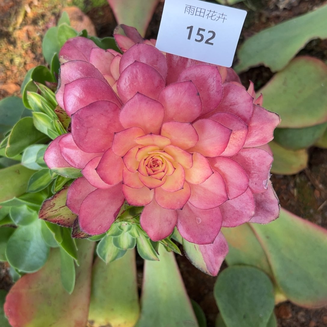 梦***虹精品多肉植物152