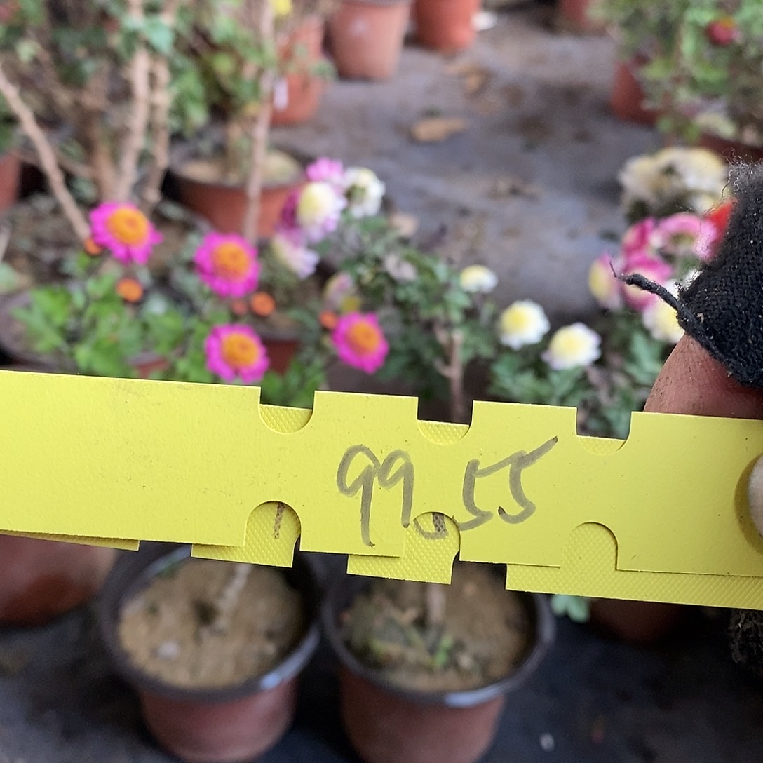 米***河完全开放盆景菊花了