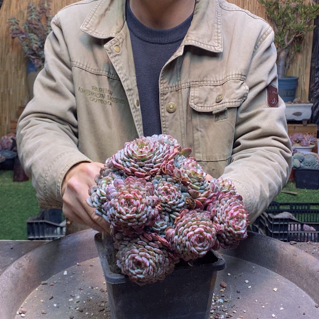 墨*454号白胖子多肉