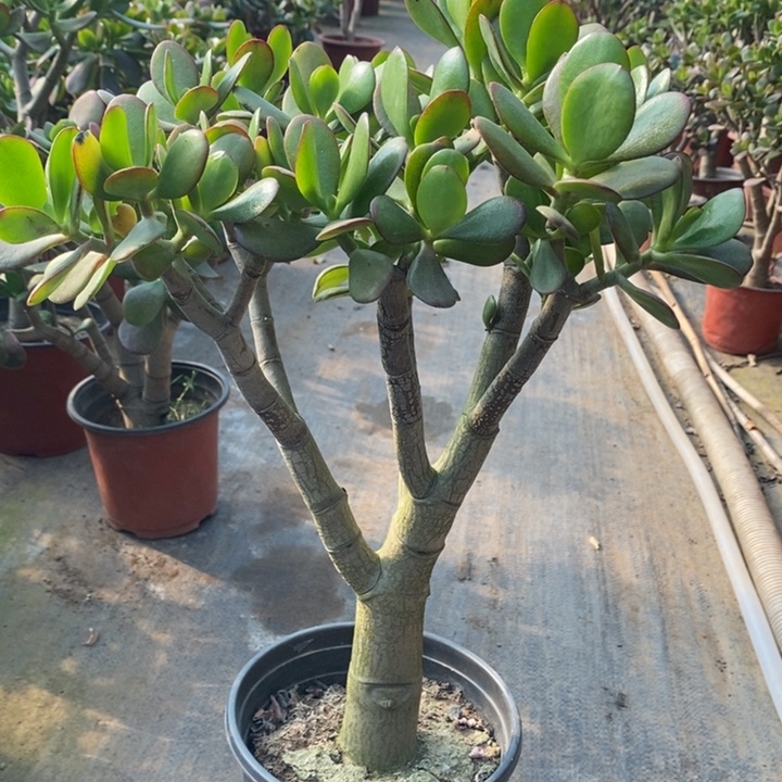 红叶玉树一物一拍