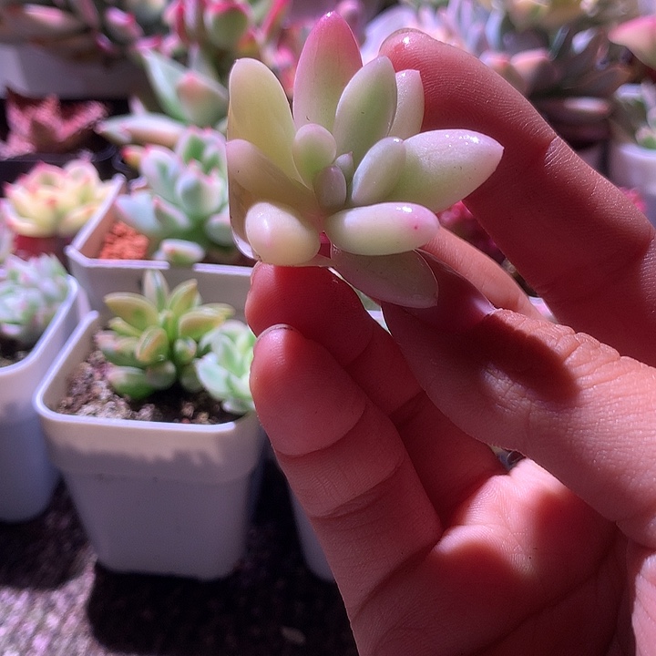 所罗门覆轮锦有杆子