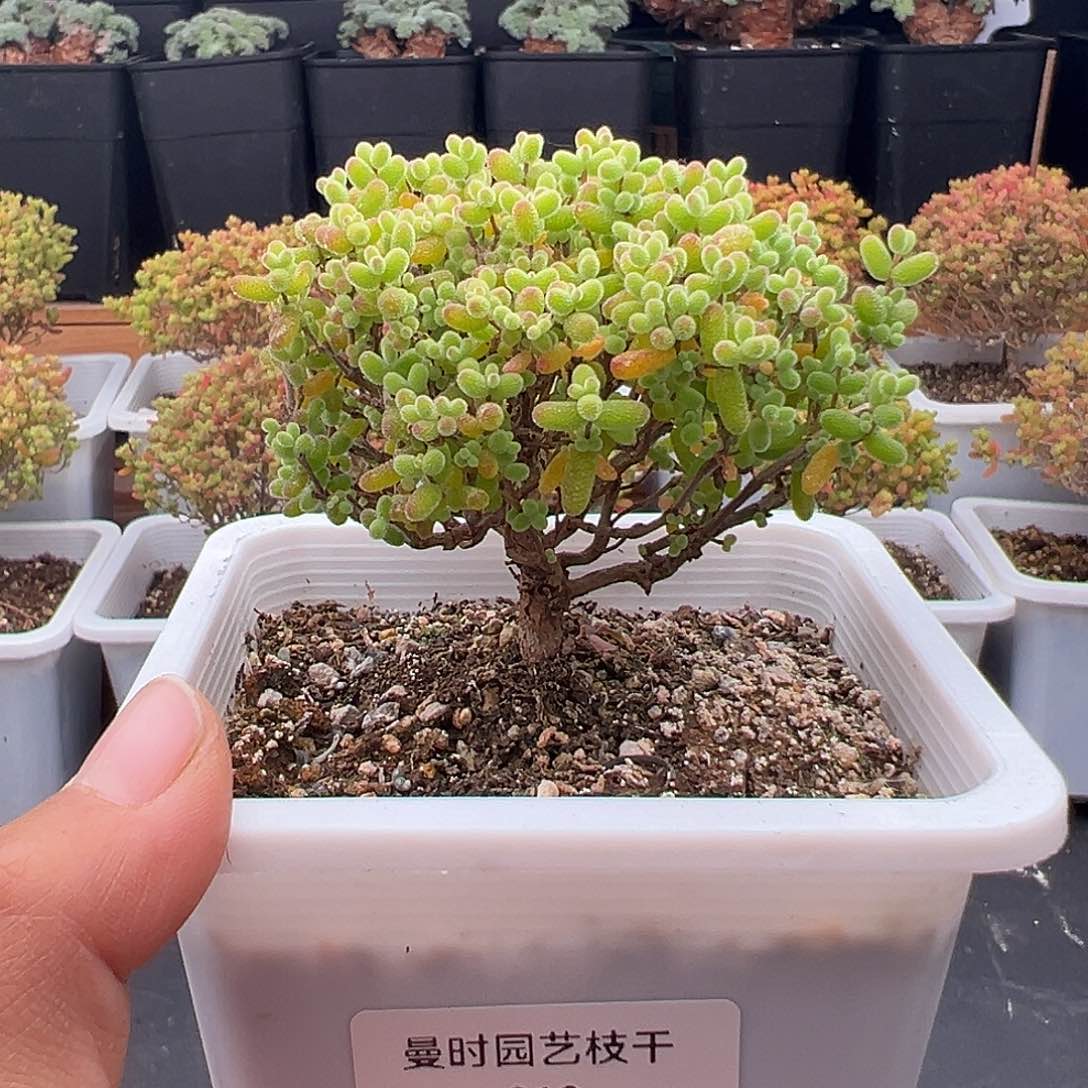 318金桔糖球粗桩12.7多肉