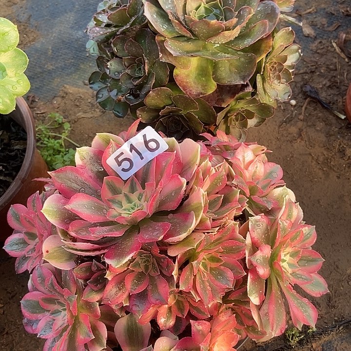 粉女巫美金玫瑰516多肉不包断